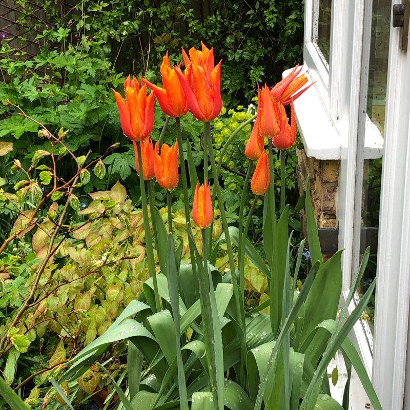 weatherproof tulips