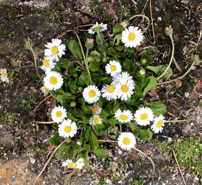 daisies in brick paving