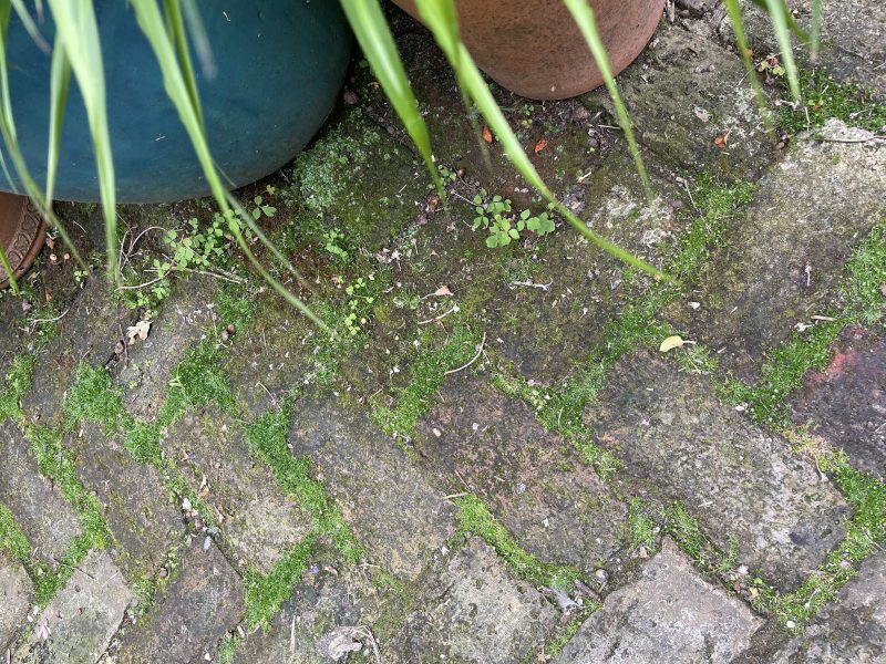 old brick paving