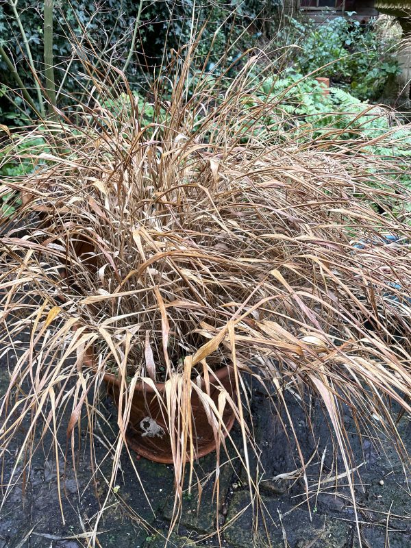 cottage garden in January