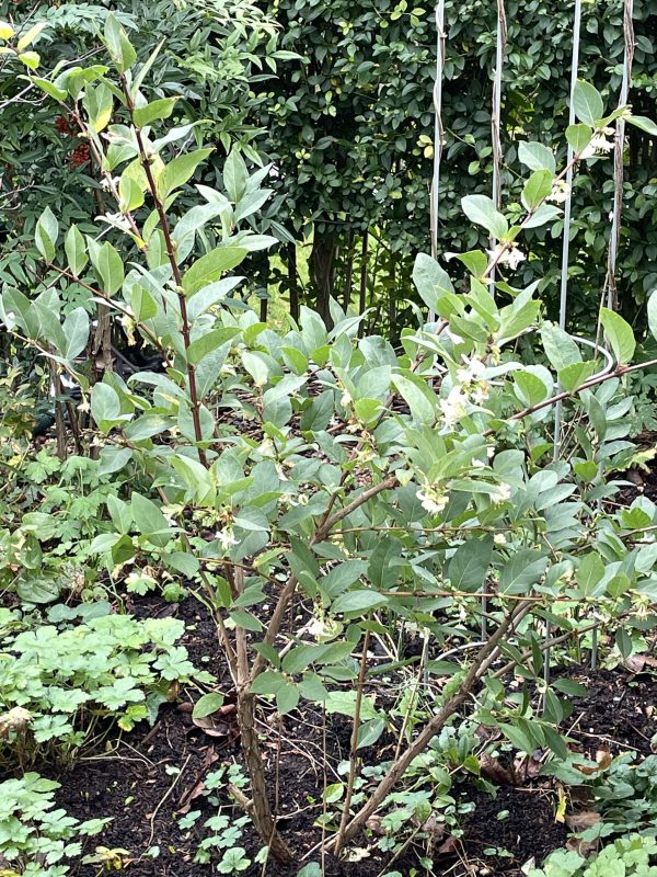 winter flowering honeysuckle