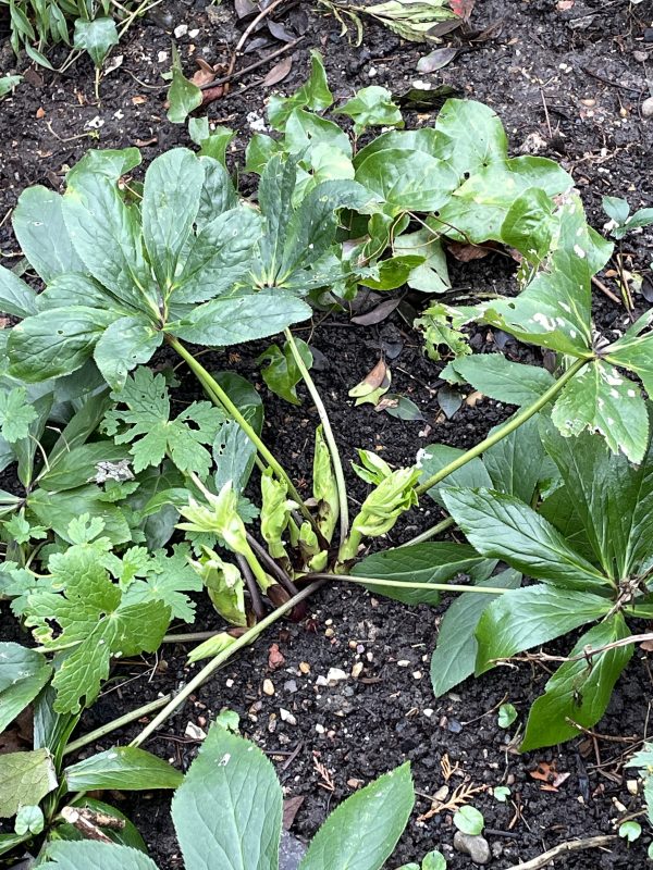 cottage garden in January