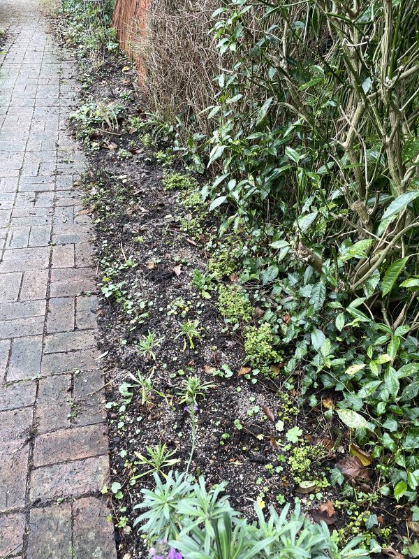 cottage garden border in winter