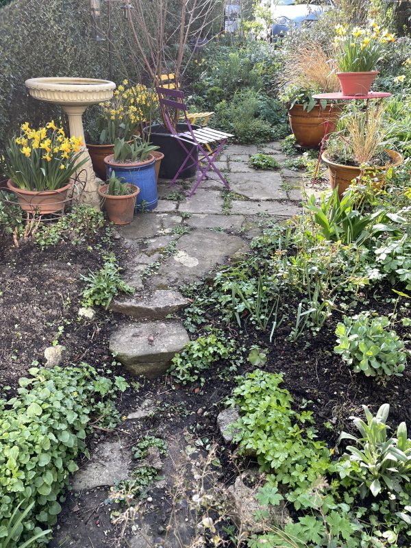 view of the garden from a window