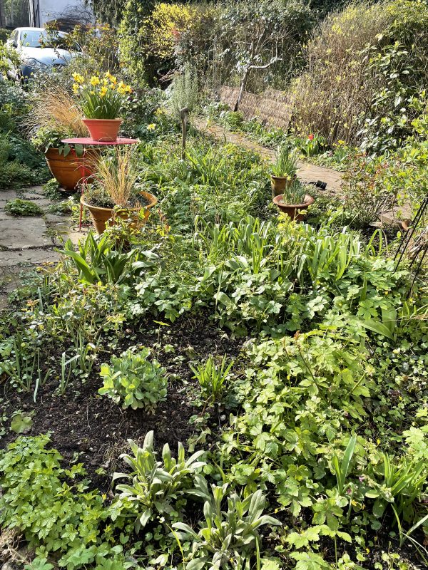 view of the garden from a window