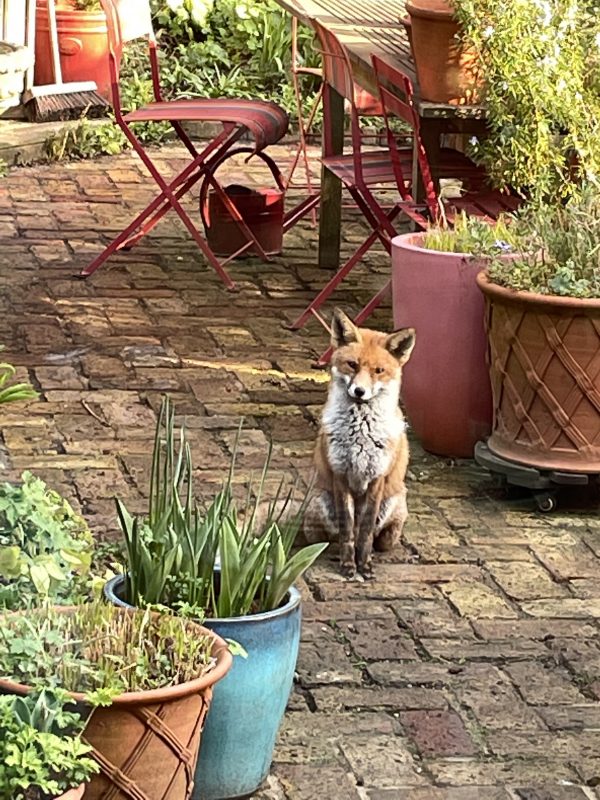 fox in the garden