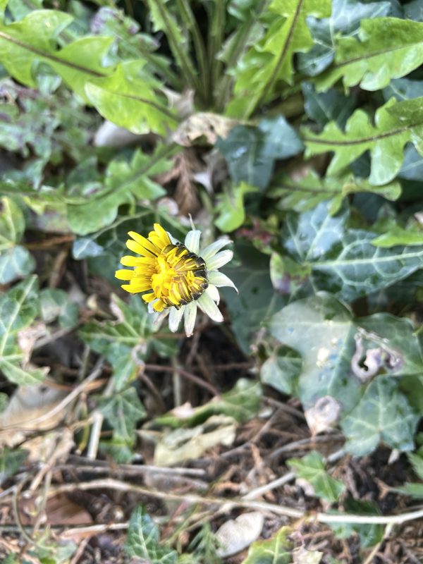 cottage garden plants