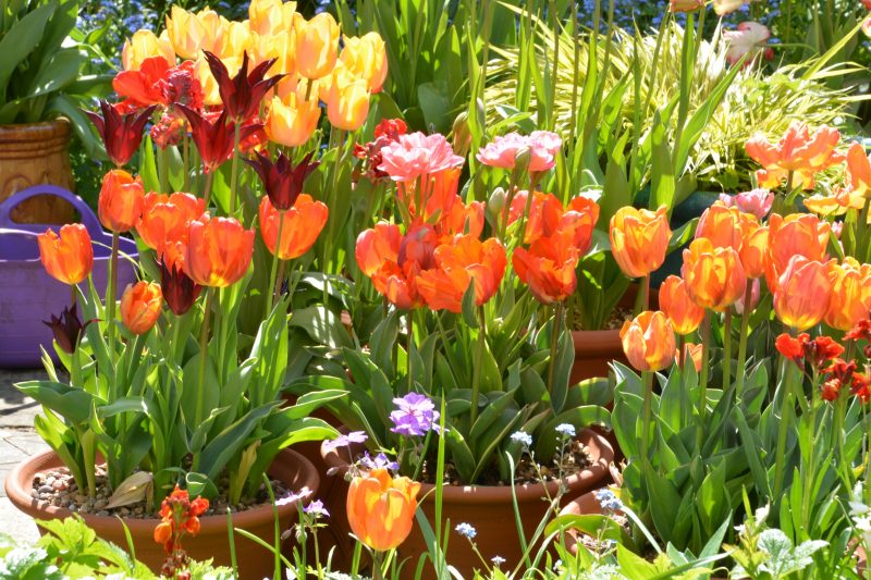 cottage garden tulips