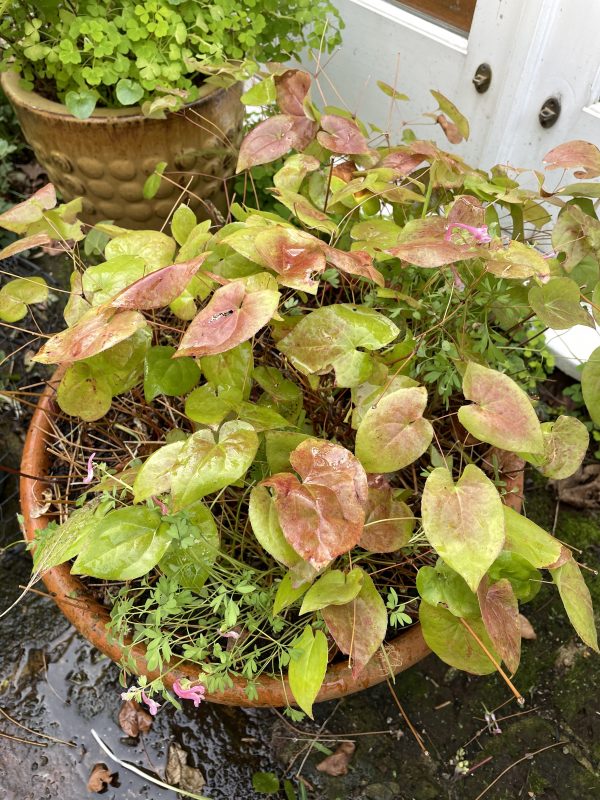 cottage garden plants