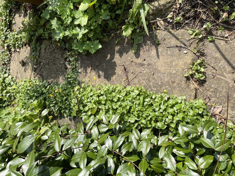 cottage garden plants