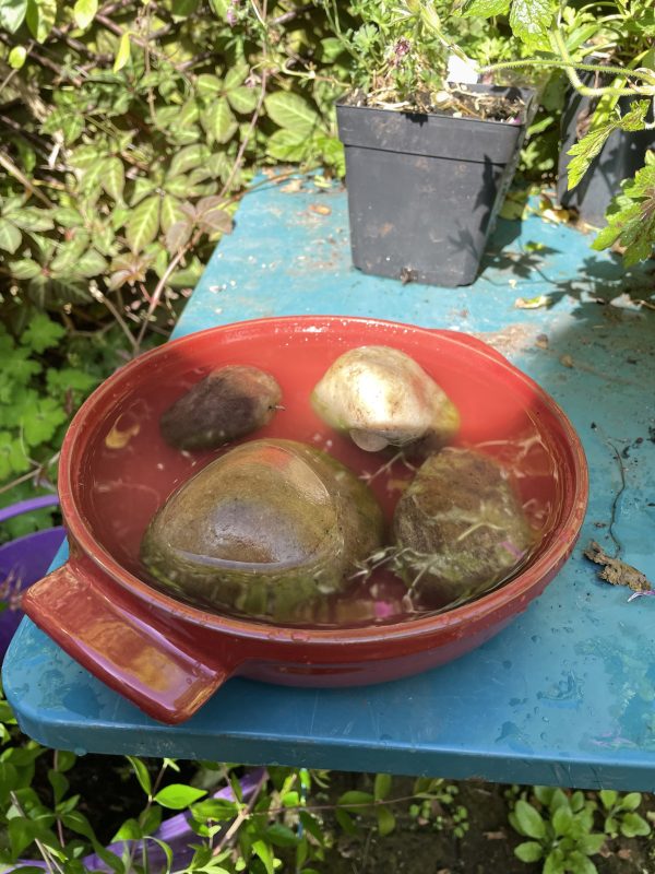 bowl of water for bees