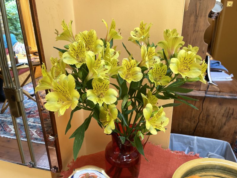 cottage garden alstroemerias 