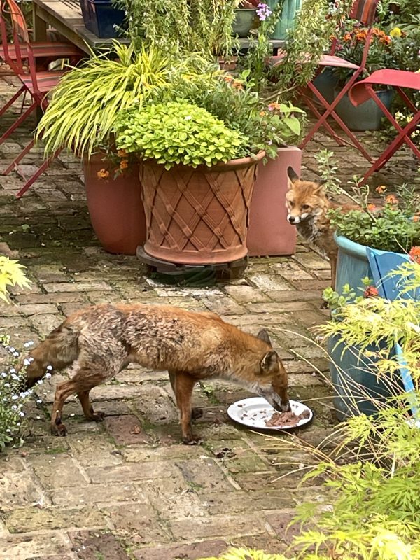 two foxes in a cottage garden