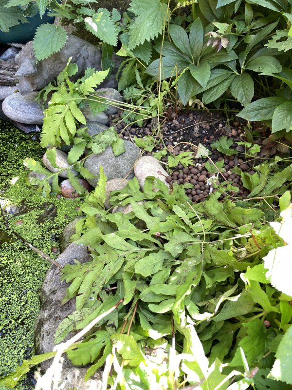 fern in a cottage garden