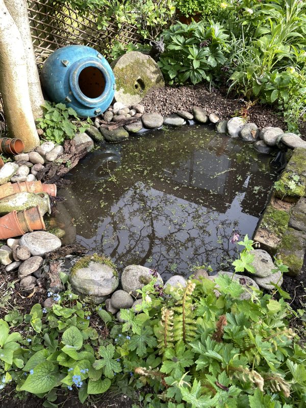 cottage garden wildlife pond