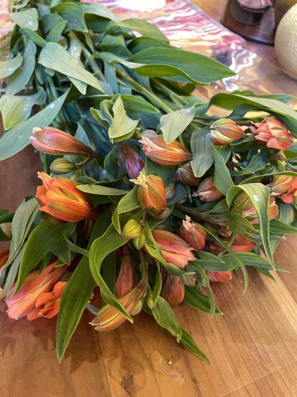 alstroemeria flowers