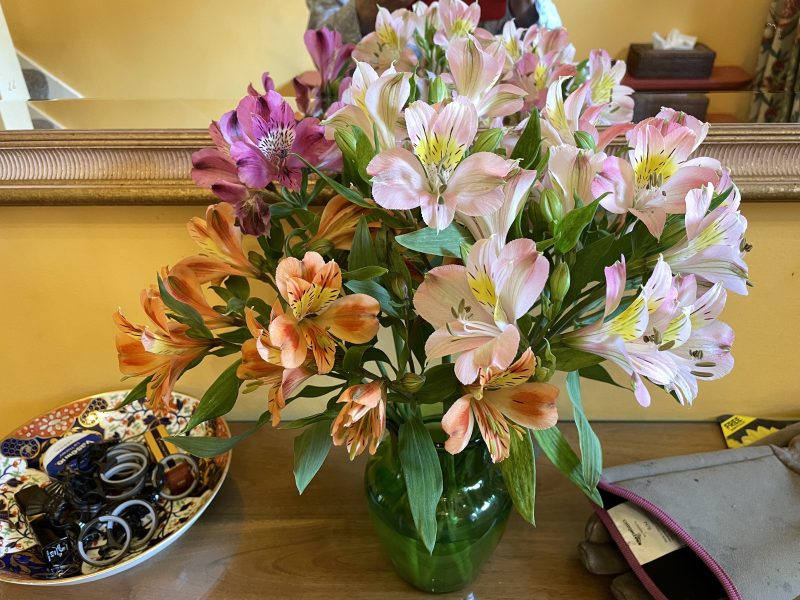 cottage garden alstroemerias