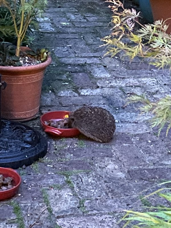 cottage garden hedgehog