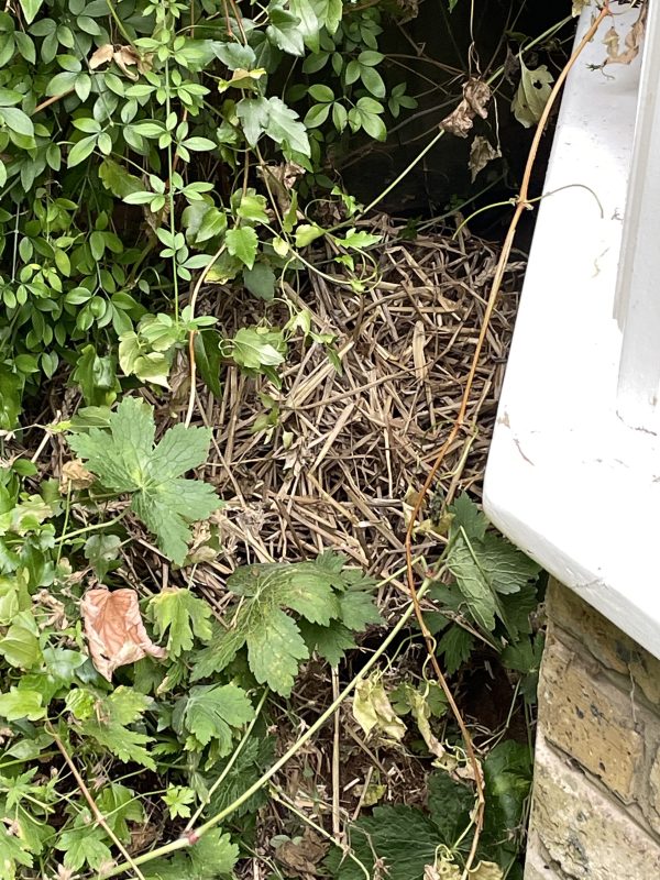 a straw hedgehog bed