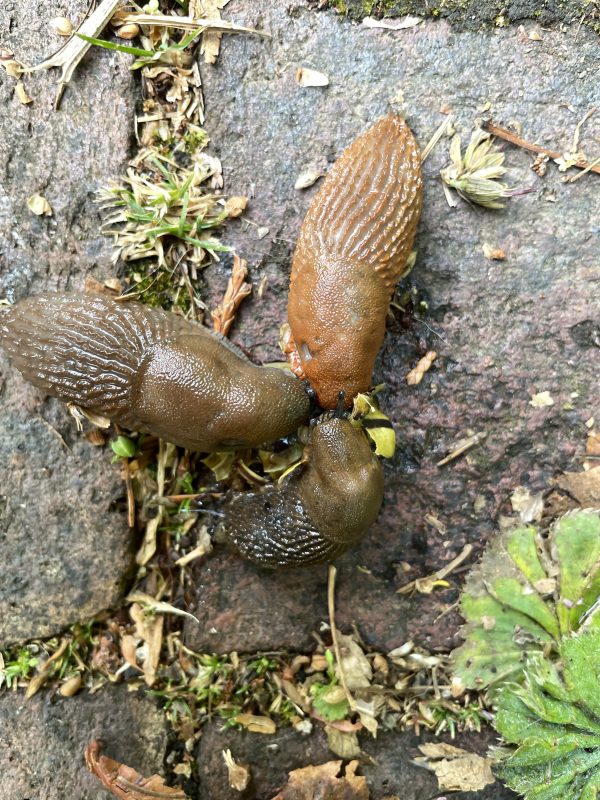 cottage garden slugs