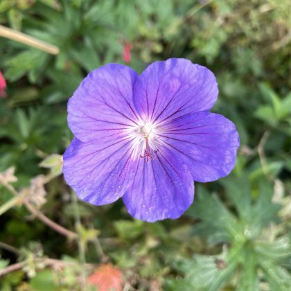 London Cottage Garden Blog