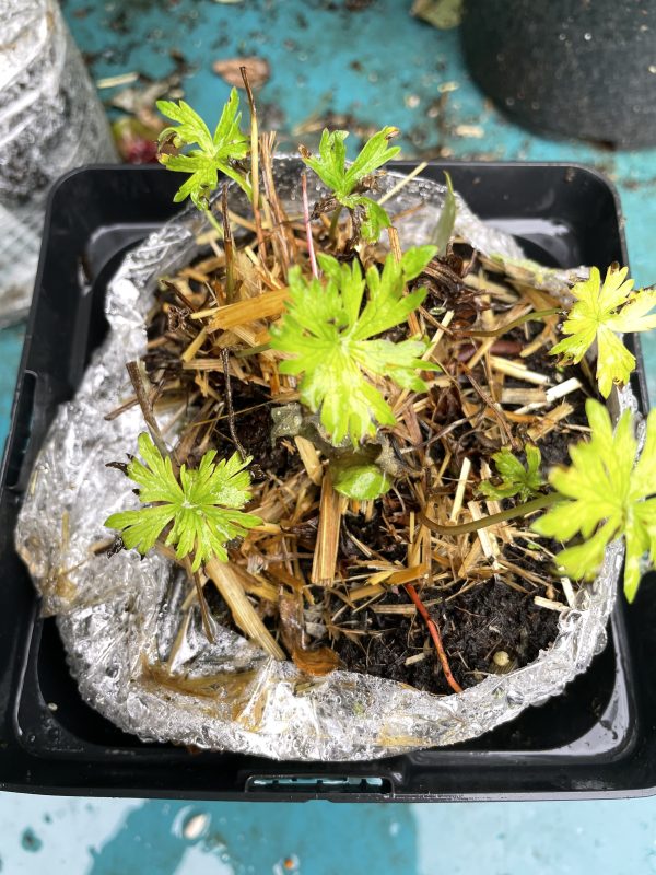 hardy geranium