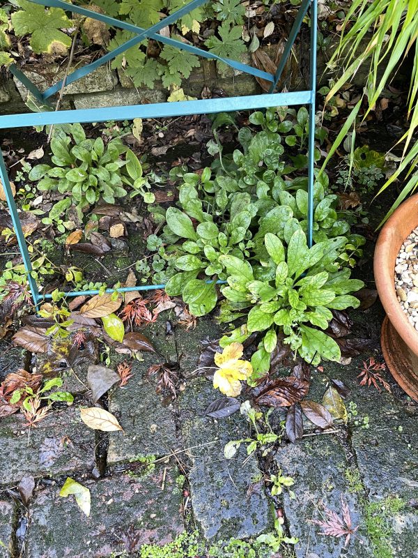 garden brick paving