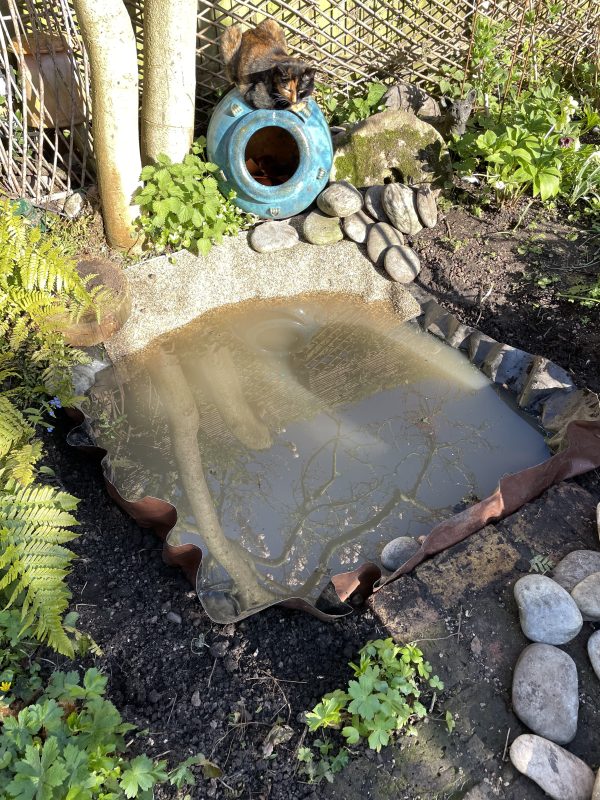 newly made cottage garden pond