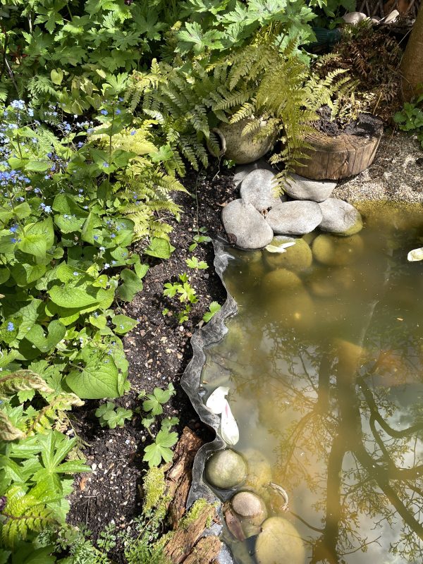 cottage garden pond