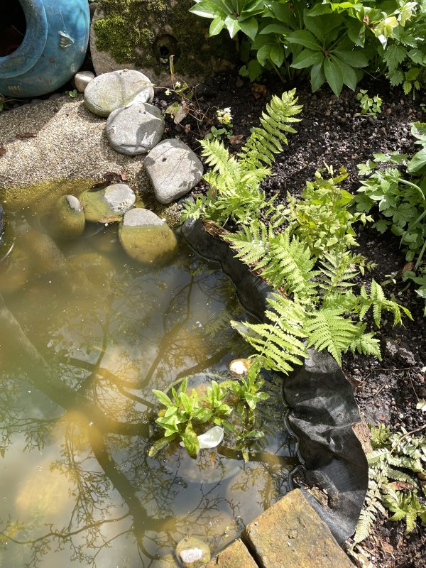 ferns around a cottage garden pond