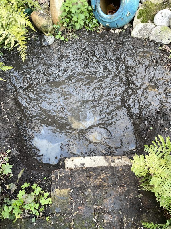 remaking the cottage garden pond